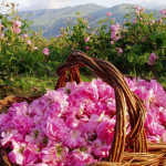 rose-valley-03